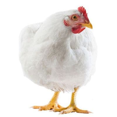 Live Chickens